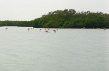 Nature Tour in Rio Lizards: Crocodiles and Flamingos
