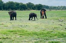 Polonnaruwa Ancient Site and Minneriya National Park Tour