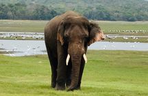 Polonnaruwa Ancient Site and Minneriya National Park Tour