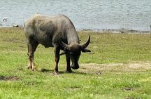 Polonnaruwa Ancient Site and Minneriya National Park Tour