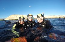 Snorkeling with Sea Lions