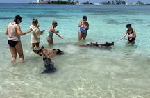 #1 Rated 4 Hour Private Rose Island Tour Beach Snorkeling Turtles