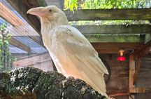 Nanaimo: Cathedral Grove, Waterfalls and Animal Sanctuary