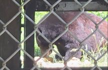 Nanaimo: Cathedral Grove, Waterfalls and Animal Sanctuary