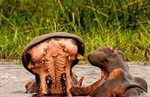 Schotia Tooth & Claw Safari–The Ultimate Big5 Wildlife Experience
