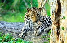 Yala National Park Leopard Safari Wildlife Private Adventure