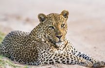 Yala National Park Leopard Safari Wildlife Private Adventure