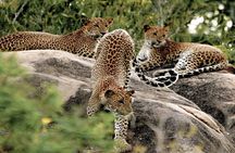 Yala National Park Leopard Safari Wildlife Private Adventure