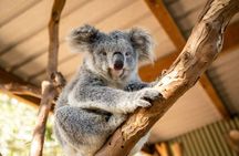 Blue Mountains Tour: Small Group with Featherdale, Winery & Ferry