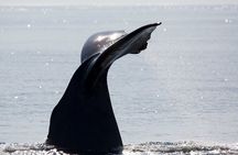 Summer Whale Safari in Andenes (Andøy, Vesterålen)