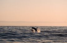 Summer Whale Safari in Andenes (Andøy, Vesterålen)