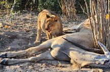Chobe Sunrise Leopard and Lion Safari Tracking