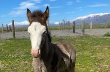 Horse Riding Tour and Explore Scenery in Gásir Akureyri