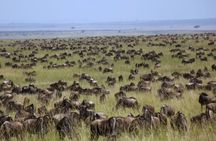 Masai Mara Unforgettable Wild Adventure