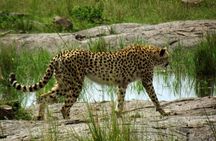 Masai Mara Unforgettable Wild Adventure