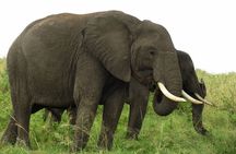 Masai Mara Unforgettable Wild Adventure