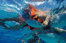 Private Sky Snorkeling Tour