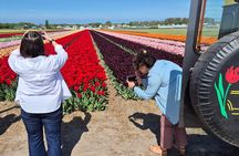 Enjoy the Tulips in a Landrover with a local guide