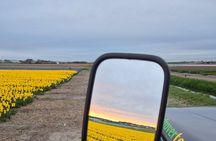 Enjoy the Tulips in a Landrover with a local guide