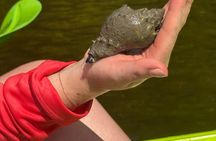 Bonita Springs Eco Kayak Tour – Best Gear, Premium&Clear Kayaks