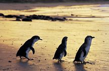 Luxury Phillip Island Tour for Families & Explorers [up to 10Pax]