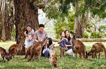 Luxury Phillip Island Tour for Families & Explorers [up to 10Pax]