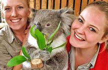 Luxury Phillip Island Tour for Families & Explorers [up to 10Pax]