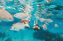 Los Cabos Platinum Snorkel Experience