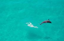 Mnemba Island Snorkel and Seafood BBQ Adventure