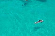 Mnemba Island Snorkel and Seafood BBQ Adventure
