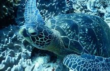 Ishigaki Island Snorkeling Tour - Let's swim with corals and mackerel!!～