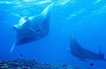 Ishigaki Island Snorkeling Tour - Let's swim with corals and mackerel!!～