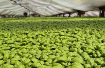 pesto cooking class express basil DOP genoa