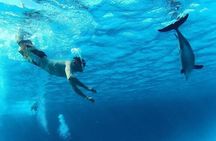 Swim with Dolphins Semi Private Speedboat Sea Tour - Hurghada