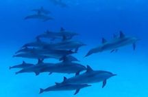 Private Luxury Dolphin House Boat Tour With Lunch - Hurghada