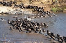 5 Day Migration Adventure From Ancient Baobabs to the Mara River