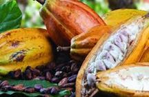 Bijagua Coffee, Cacao & Pineapple FarmTour Tastings–Costa Rica