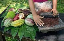 Bijagua Coffee, Cacao & Pineapple FarmTour Tastings–Costa Rica