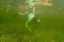 Premier Scalloping Adventure on Florida's Nature Coast