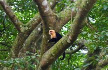 Coffee, Nature and Culture with Tica Family in Monteverde