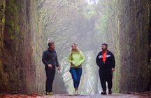 Explore Anaga's hidden gems. Free Pick-up. Small Group Tour.