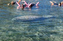Swim with manatees in Crystal River 