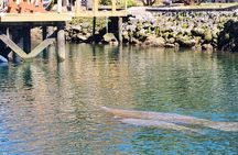 Swim with manatees in Crystal River 