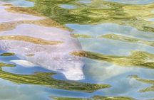 Swim with manatees in Crystal River 