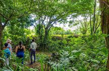 Guided Walk in the Tropical Forest with Typical Lunch