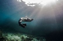 Discover Freediving One Amazing Day