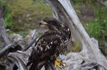 Fortress of the Bear & Totems Historical Tour