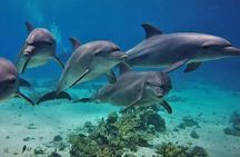 Full Day Private Boat Trip Dolphin House, Snorkeling - Hurghada