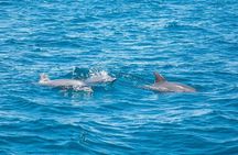 Dolphin House By Private Speed Boat & Drinks & Transfer-Hurghada