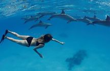 Dolphin House By Private Speed Boat & Drinks & Transfer-Hurghada